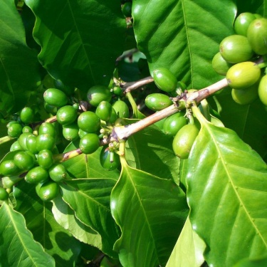 Кофеин из зеленого кофе становится все более популярным средством для ухода за волосами благодаря своим многочисленным преимуществам. Он улучшает к...