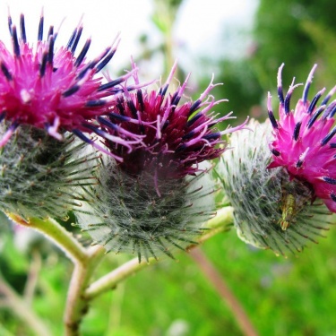 Репейное масло, получаемое из корня лопуха, является натуральным средством для ухода за волосами. Оно богато витаминами А, Е и С, ненасыщенными жир...